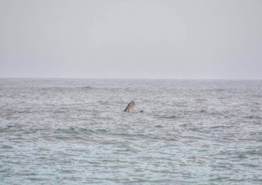 A humpback whale having a look around