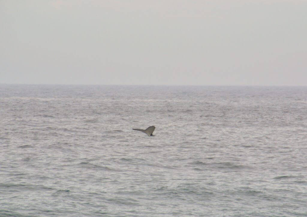 The tale of a humpback whale