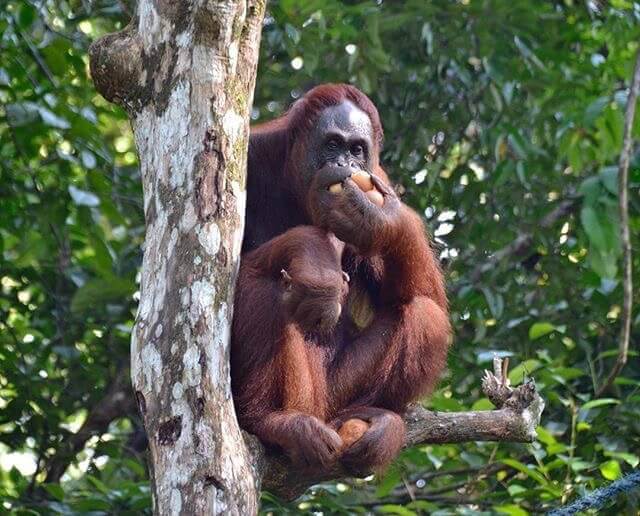 Female Orangutan alone after sharing the food with her baby