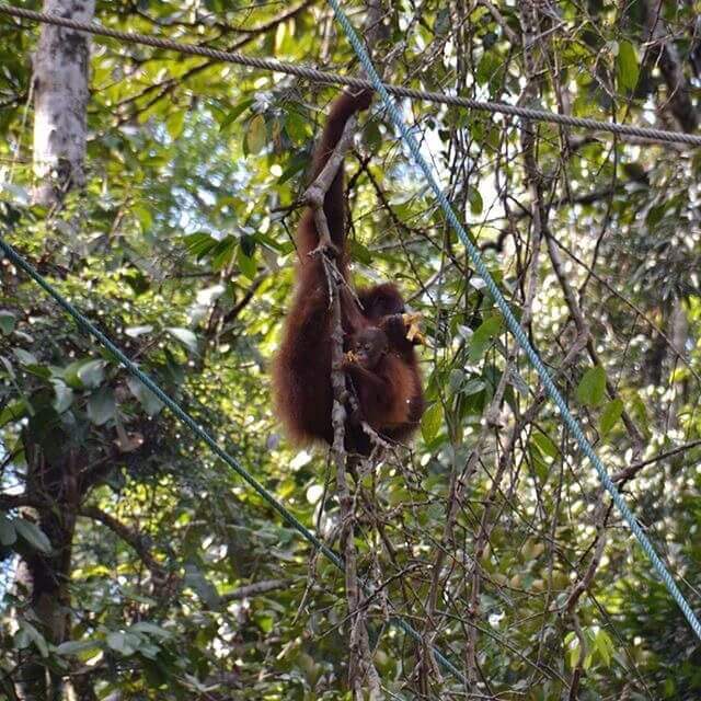 Female Orangutan with her baby