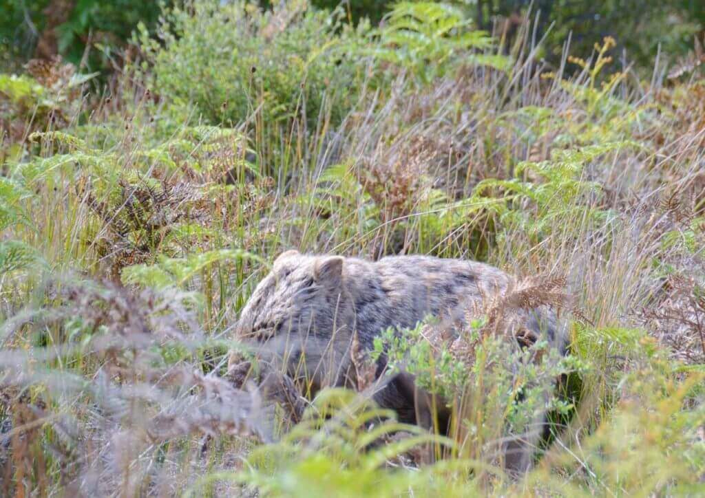 A wombat in Wilsons Prom