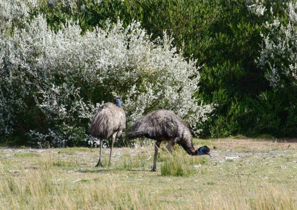 Emus in Wilsons Promontory National Park