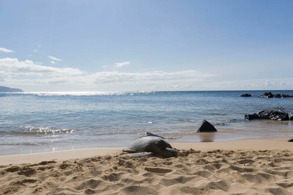 A Green Sea Turtle basking at Laniakea Beach