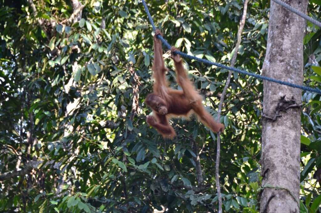 Young Orangutan performing his acrobatics