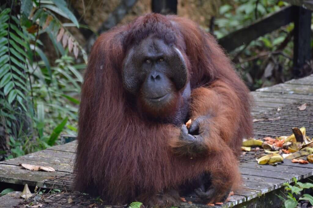 The Alpha Male Orangutan enjoying his breakfast