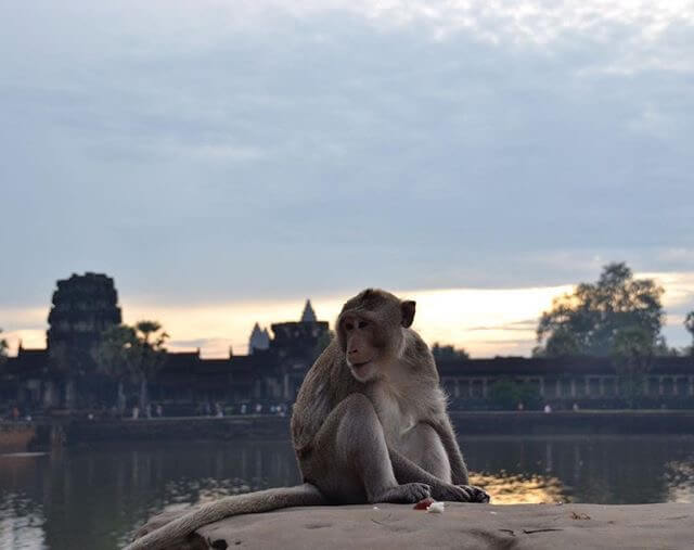 A monkey posing in front of Angkor Wat