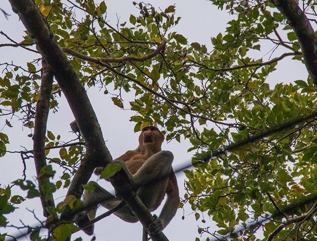 A Prosboscis Monkey watching us from a tree
