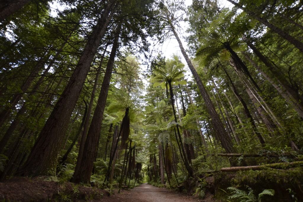 The Redwood forest in Rotorua