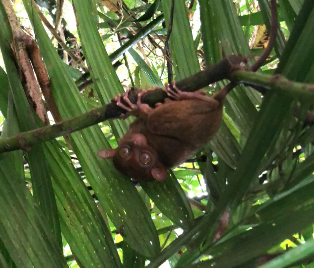 A Philippine Tarsier