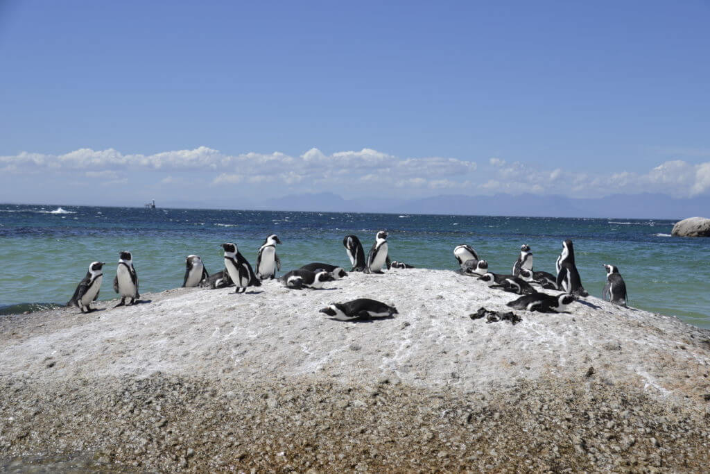 The penguin colony in Simons Town