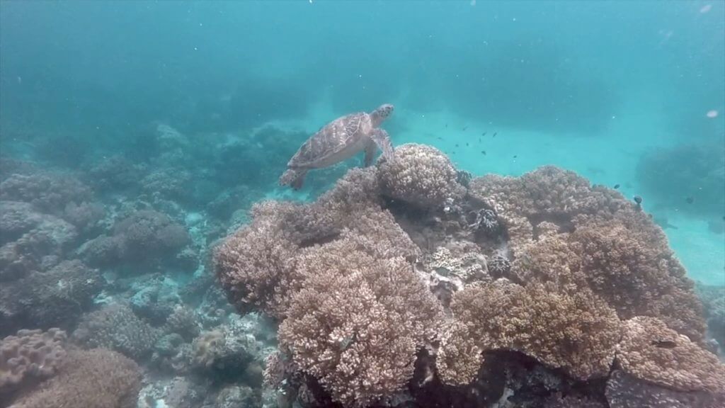 One of the many turtles around Apo Island