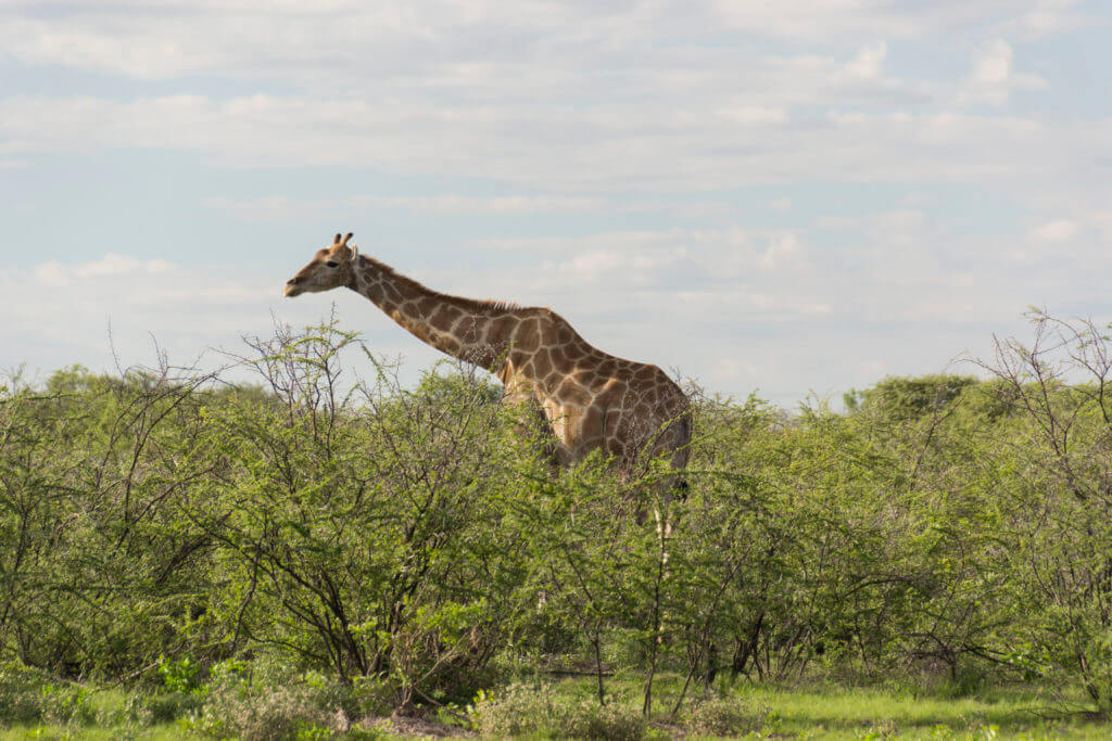 Giraffe enjoying its lunch