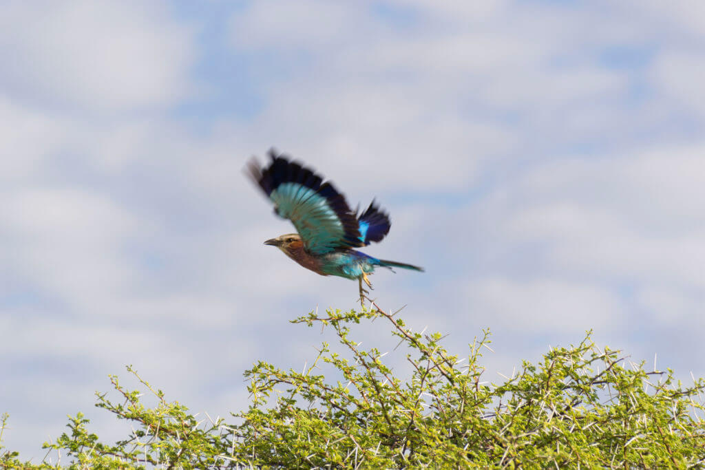 A beautiful bird taking off