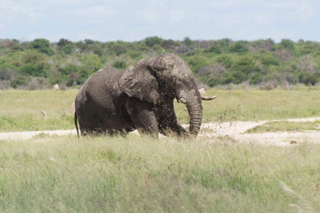 To cool off this elephant is loving his mud bath