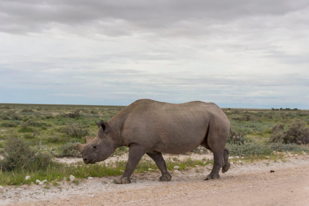 The nearly extinct Black Rhino
