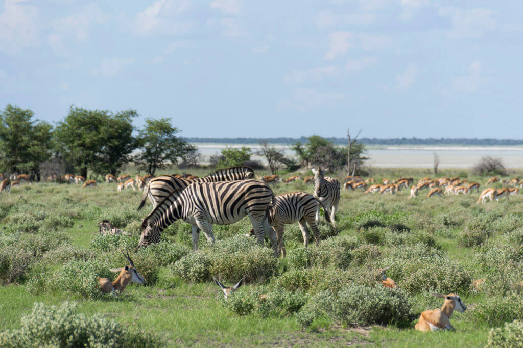 Zebras and Impalas in Etosha