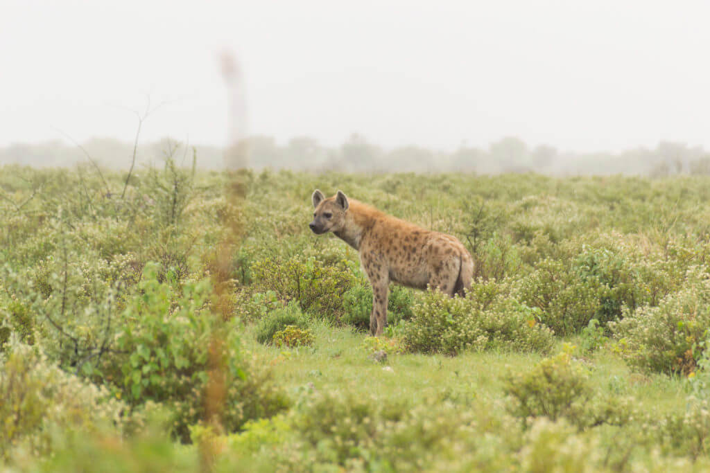 The Spotted Hyena