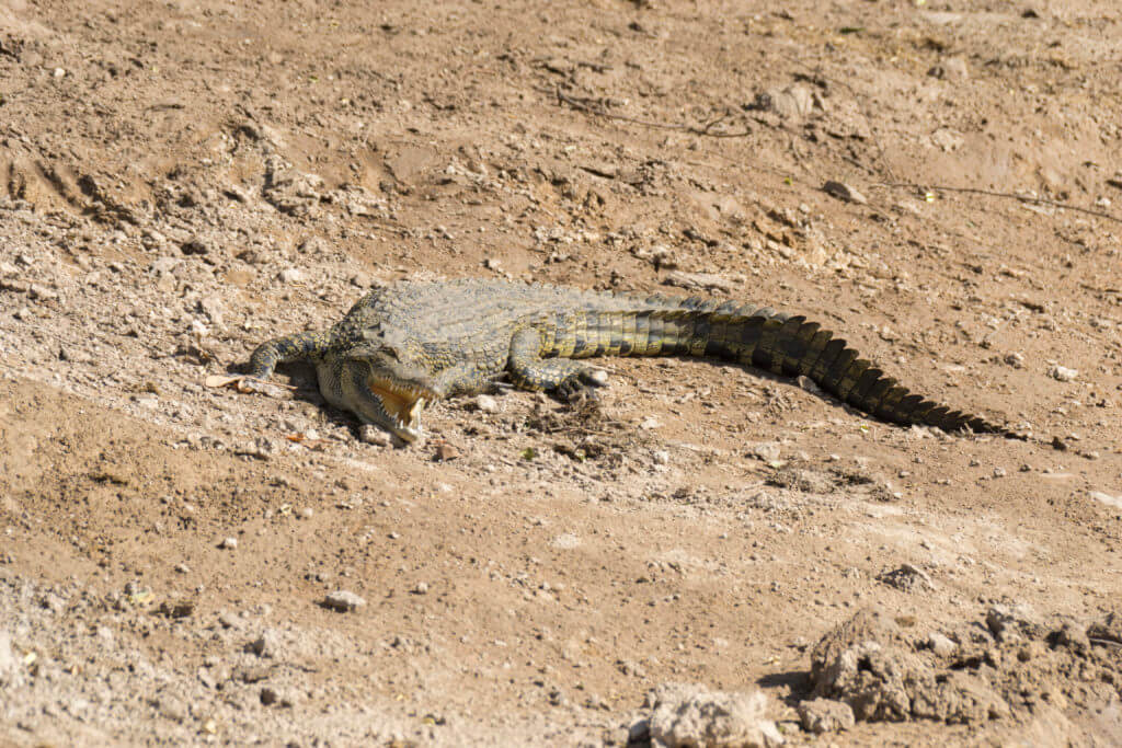 Crocodile in the Chobe National Park