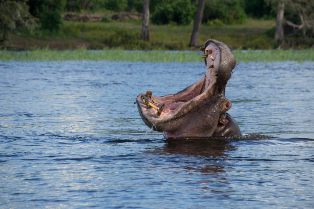 Hippo in the Chobe River