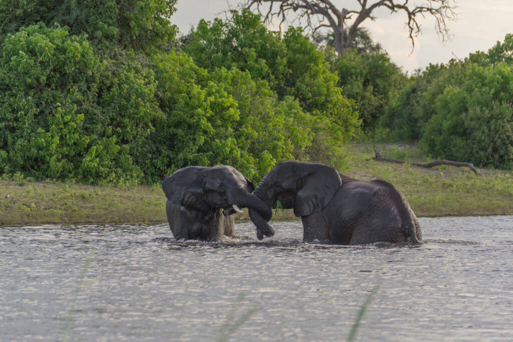 Elephant brothers playing in the river