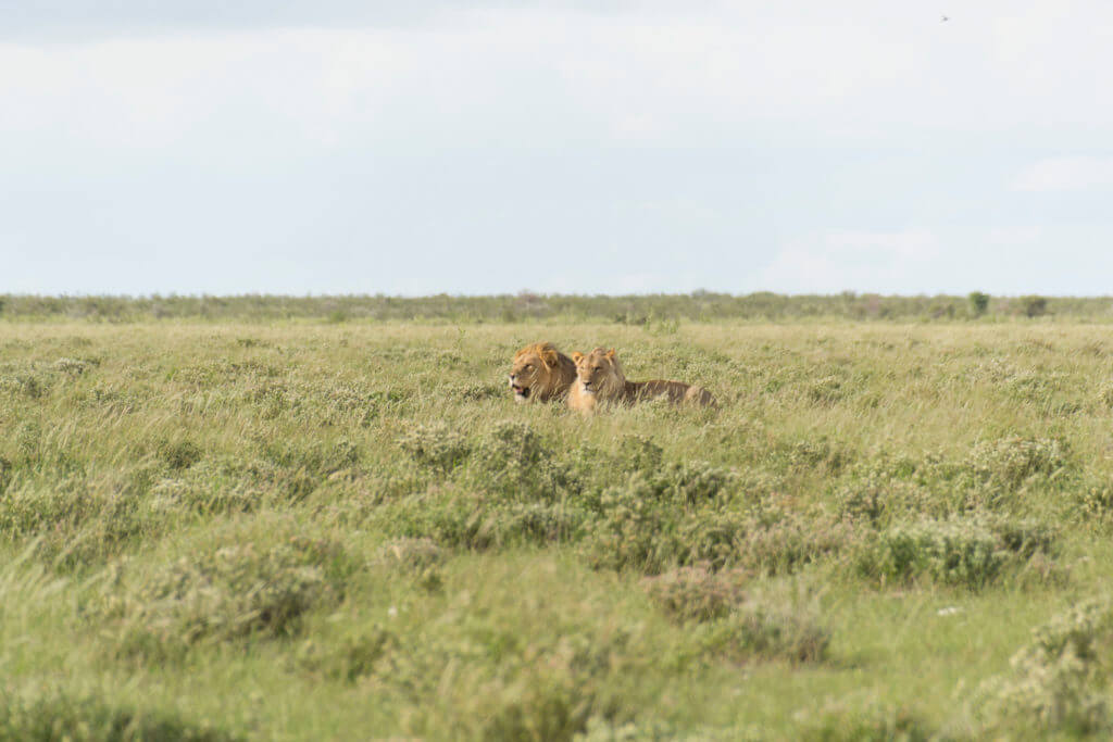 Two male lions resting in the afternoon heat