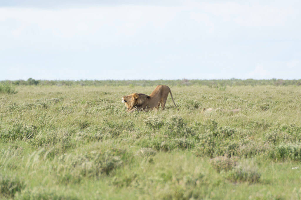 Lion stretching in Etosha NP