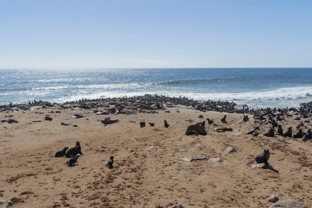 The seal colony at Cape Cross