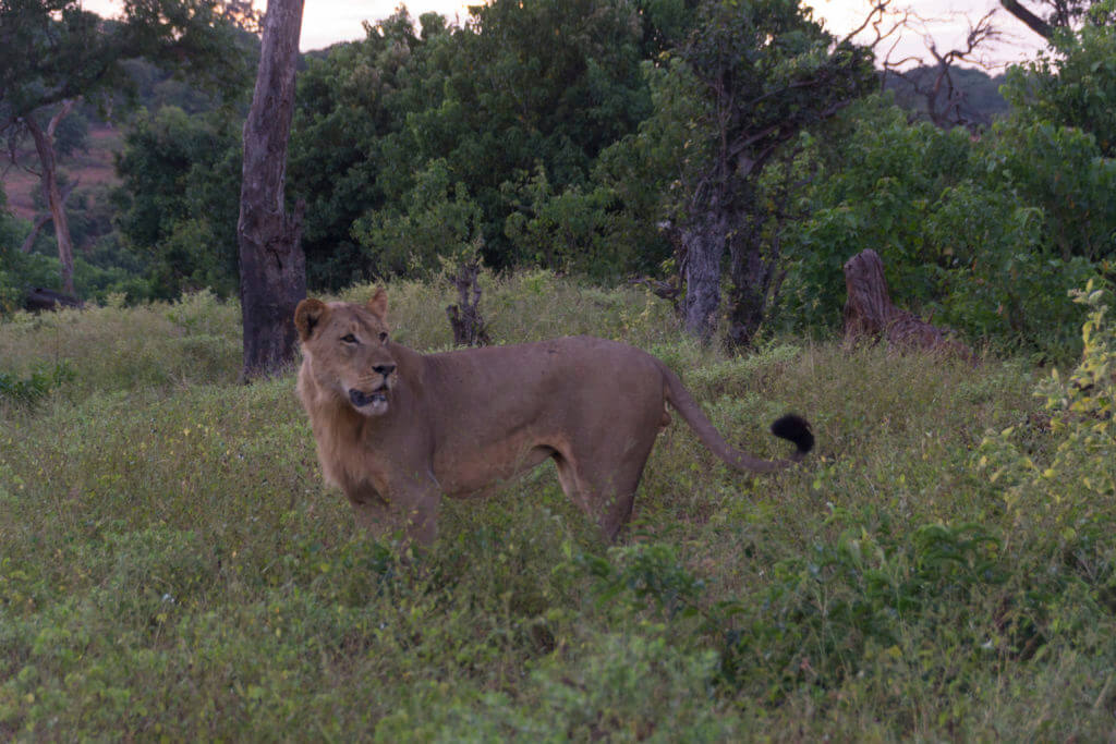 male lion in the Chobe National Park