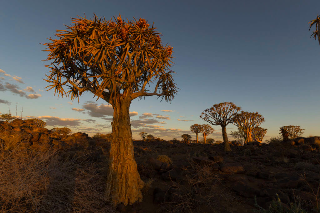 Sunset at the quiver trees