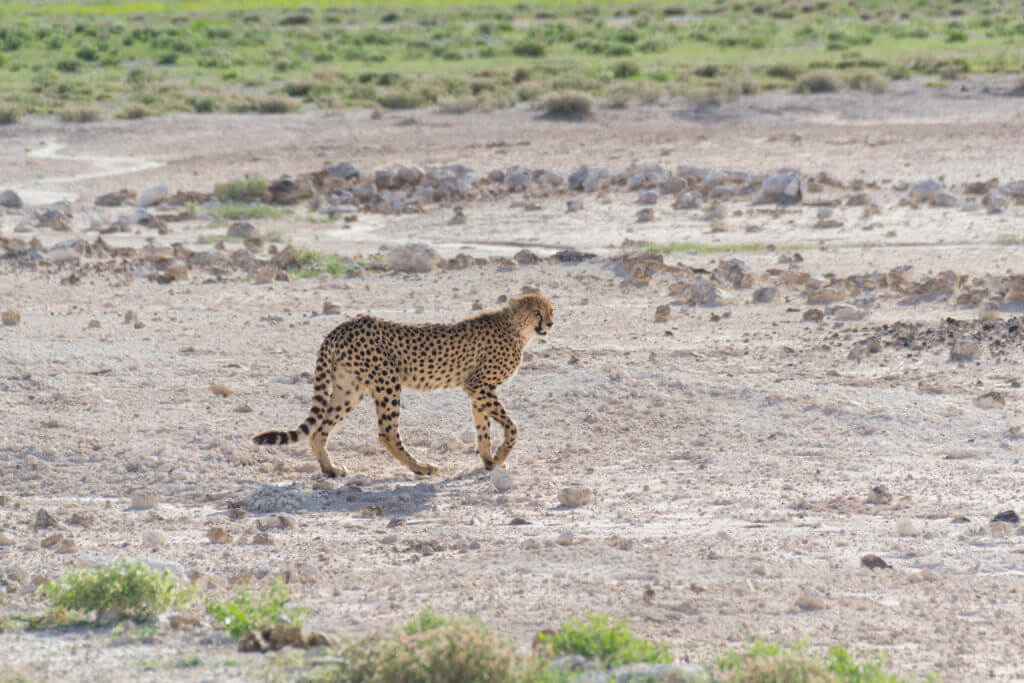 Cheetah crossing the road right in front of us
