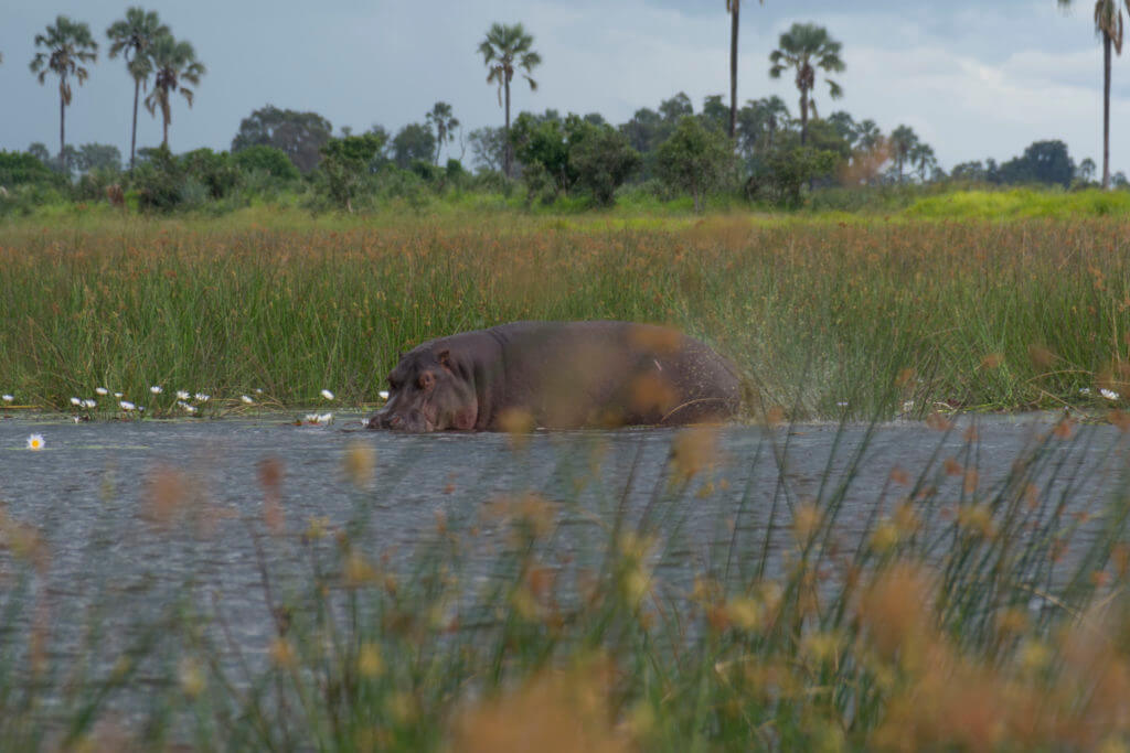 Hippo in the Okavango Delta