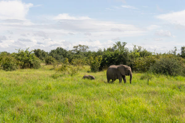 Elephants in the lush grassland