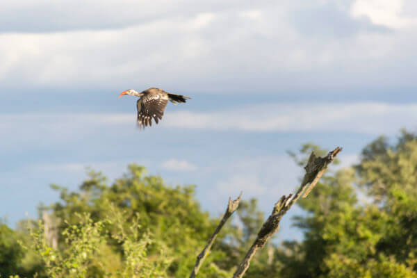 Bird flying in South Luangwa