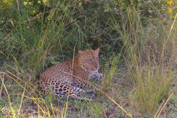 leopard in the south luangwa national park
