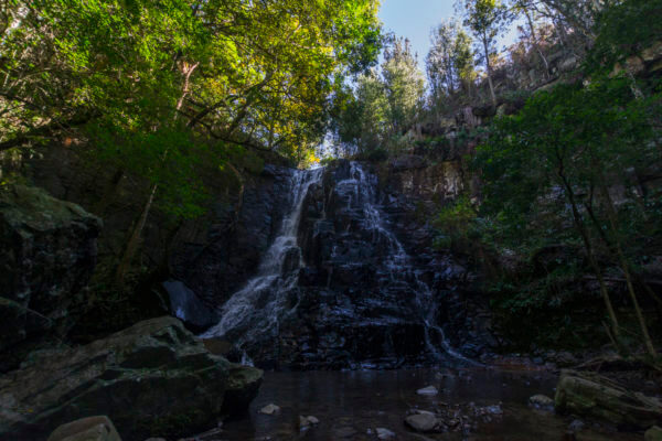 Arboretum in Hogsback